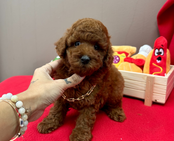 Toy Poodle Safkan Bebeklerimiz Yeni Ailelerini Arıyor